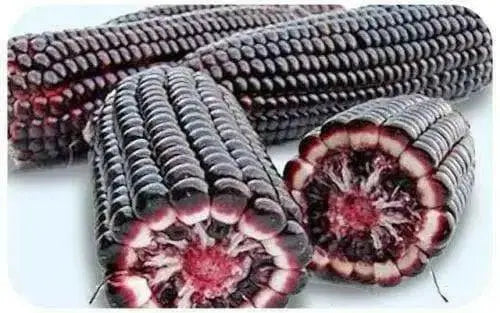 Purple SWEET CORN seeds - Beautiful multi-purpose, Vegetable - Caribbean garden seed