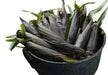 Purple SWEET CORN seeds - Beautiful multi-purpose, Vegetable - Caribbean garden seed