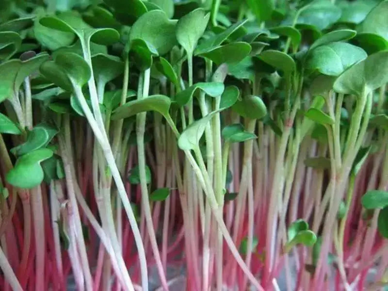 Purple stem Radish SEEDS (Sprouts / Microgreen) Asian Vegetable - Caribbean garden seed