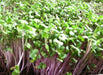 Purple stem Radish SEEDS (Sprouts / Microgreen) Asian Vegetable - Caribbean garden seed