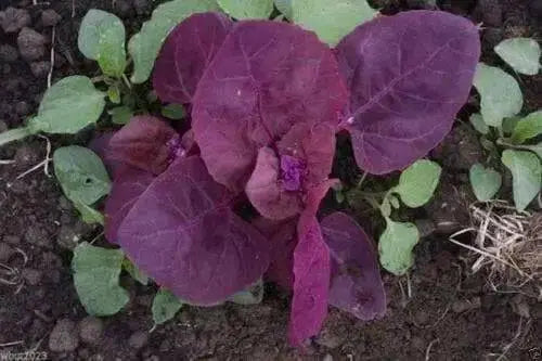 Purple Orach Seeds, French Spinach, annual vegetable - Caribbean garden seed