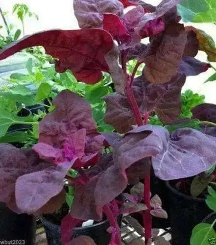 Purple Orach Seeds, French Spinach, annual vegetable - Caribbean garden seed