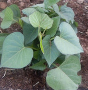 Purple Sweet Potato (Slips) ,Asian Vegetable - Caribbean garden seed