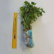 Purple Sweet Potato (Slips) ,Asian Vegetable - Caribbean garden seed