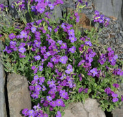 Purple Rock Cress, Flowers Seed - Caribbean garden seed