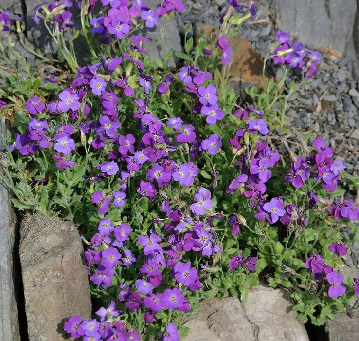 Purple Rock Cress, Flowers Seed - Caribbean garden seed