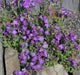 Purple Rock Cress, Flowers Seed - Caribbean garden seed