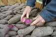 Purple Passion Sweet Potato (Slips) ,Asian Vegetable - Caribbean garden seed