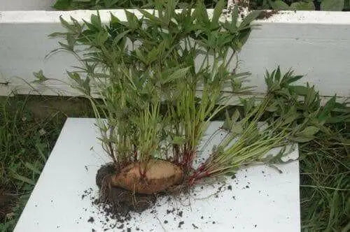 Purple Passion Sweet Potato (Slips) ,Asian Vegetable - Caribbean garden seed