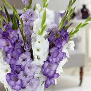 Purple Mixture Gladiolus  (bulbs) Summer flowering, Perennial - Caribbean garden seed