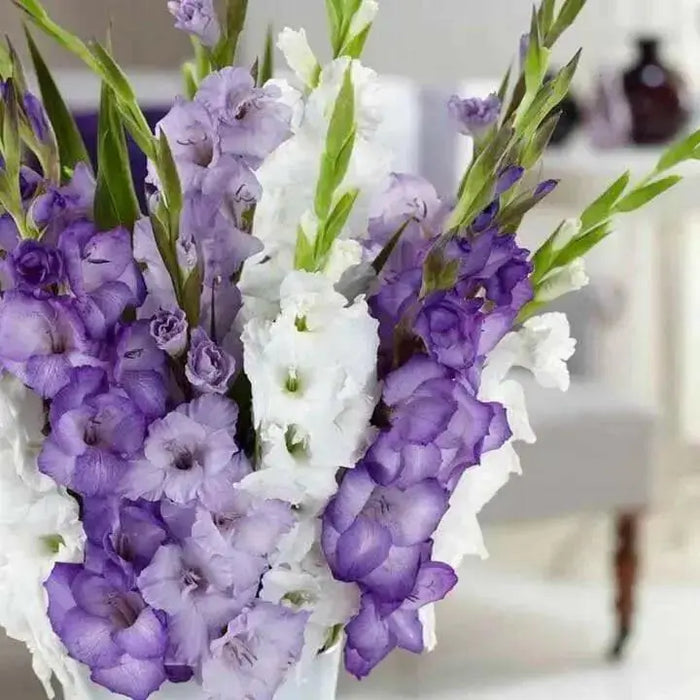 Purple Mixture Gladiolus  (bulbs) Summer flowering, Perennial - Caribbean garden seed