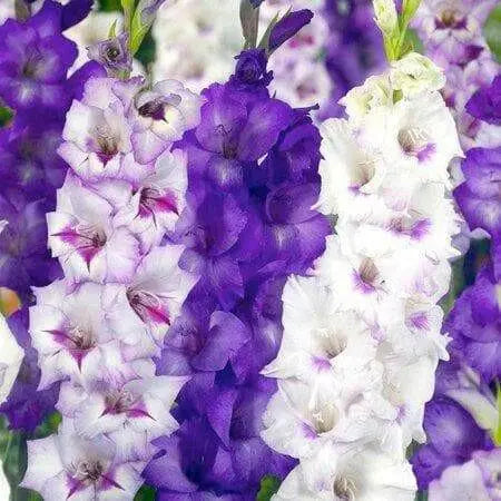 Purple Mixture Gladiolus  (bulbs) Summer flowering, Perennial - Caribbean garden seed