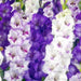 Purple Mixture Gladiolus  (bulbs) Summer flowering, Perennial - Caribbean garden seed