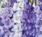 Purple Mixture Gladiolus  (bulbs) Summer flowering, Perennial - Caribbean garden seed