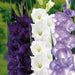 Purple Mixture Gladiolus  (bulbs) Summer flowering, Perennial - Caribbean garden seed