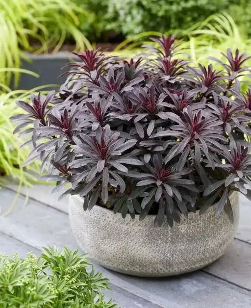 Purple wood spurge (Live starter plant) Euphorbia Miner's Merlot . Perennial shrub - Caribbean garden seed