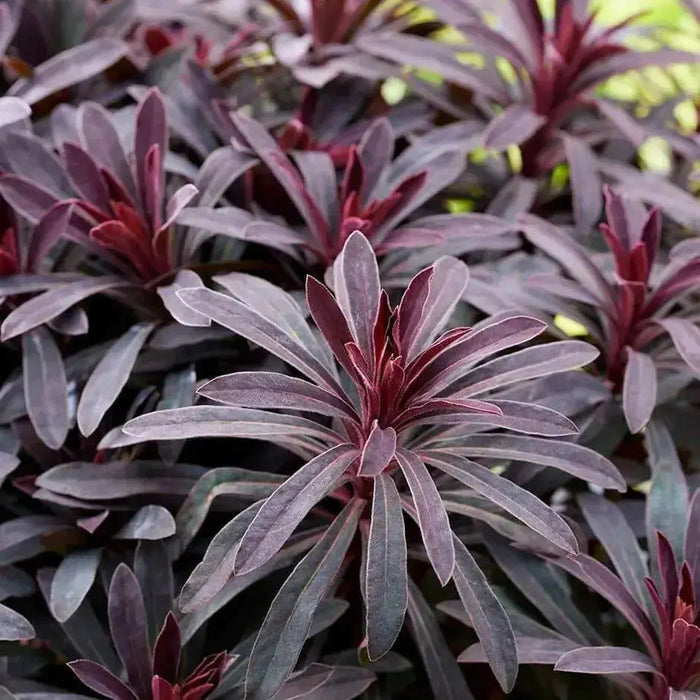 Purple wood spurge (Live starter plant) Euphorbia Miner's Merlot . Perennial shrub - Caribbean garden seed