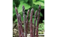 PURPLE PASSION ASPARAGUS (Crown,/ROOT ) perennial Garden Vegetable - Caribbean garden seed