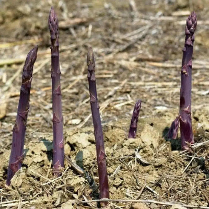 PURPLE PASSION ASPARAGUS (Crown,/ROOT ) perennial Garden Vegetable - Caribbean garden seed