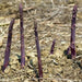 PURPLE PASSION ASPARAGUS (Crown,/ROOT ) perennial Garden Vegetable - Caribbean garden seed