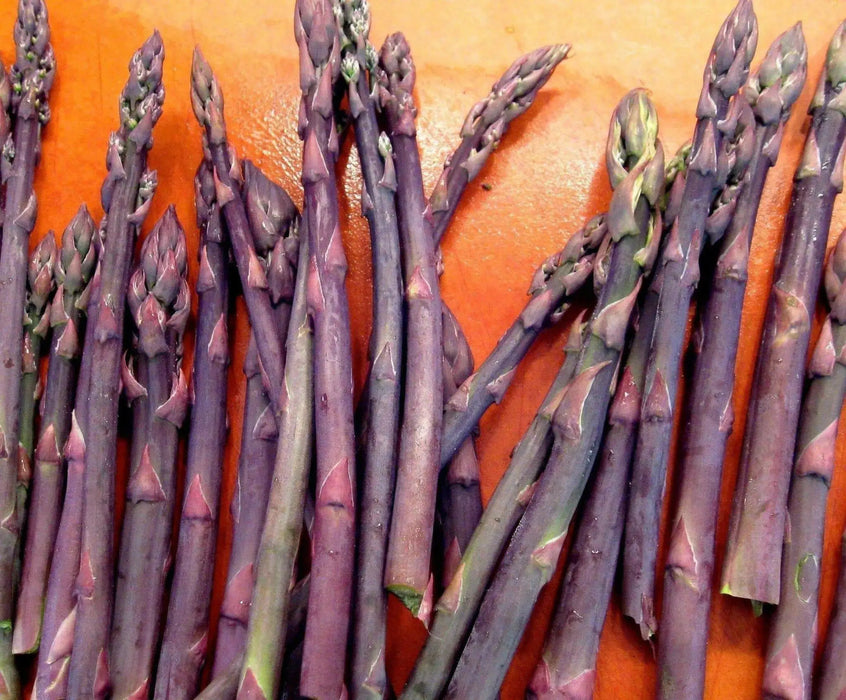PURPLE PASSION ASPARAGUS (Crown,/ROOT ) perennial Garden Vegetable - Caribbean garden seed