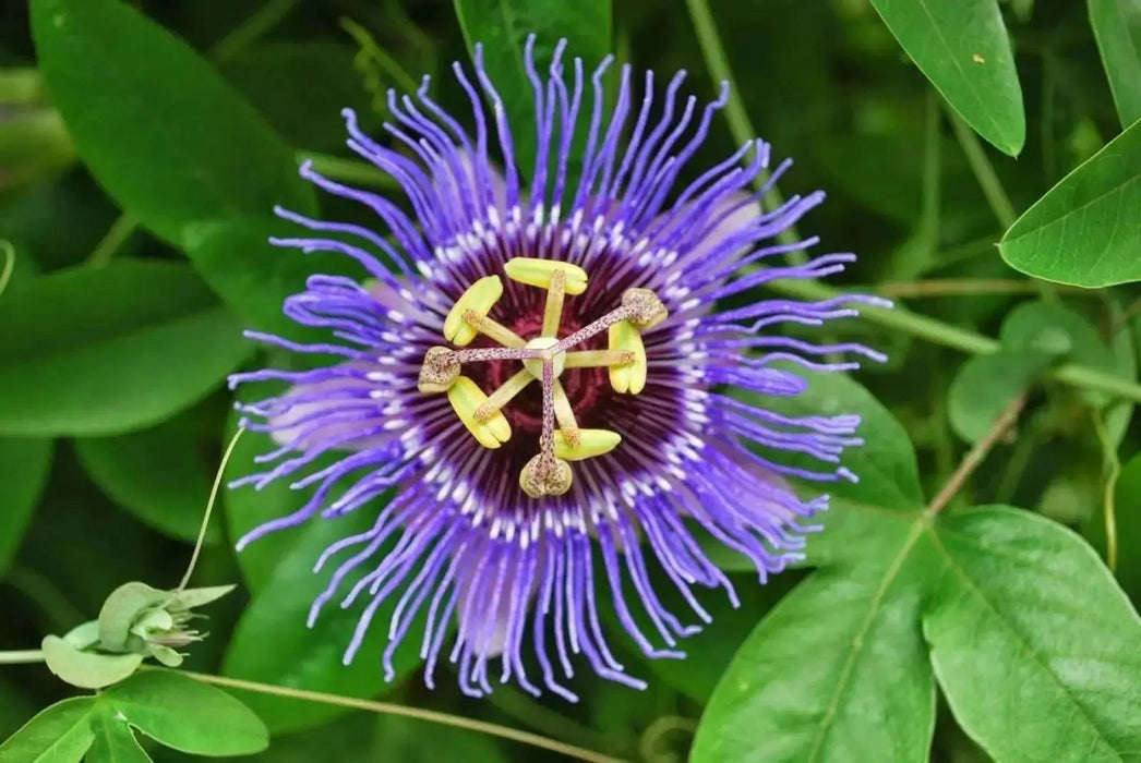 Purple Passion Flower  Seeds, TROPICAL PERENNIAL VINE - Caribbean garden seed