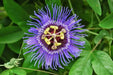 Purple Passion Flower  Seeds, TROPICAL PERENNIAL VINE - Caribbean garden seed