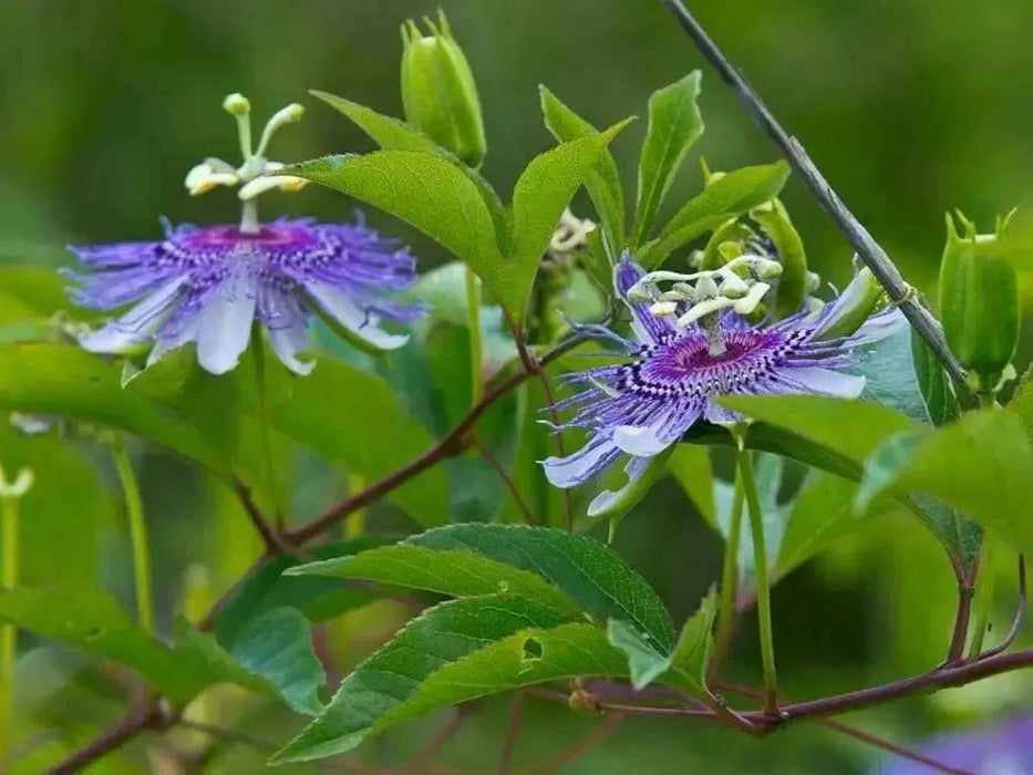 Purple Passion Flower  Seeds, TROPICAL PERENNIAL VINE - Caribbean garden seed