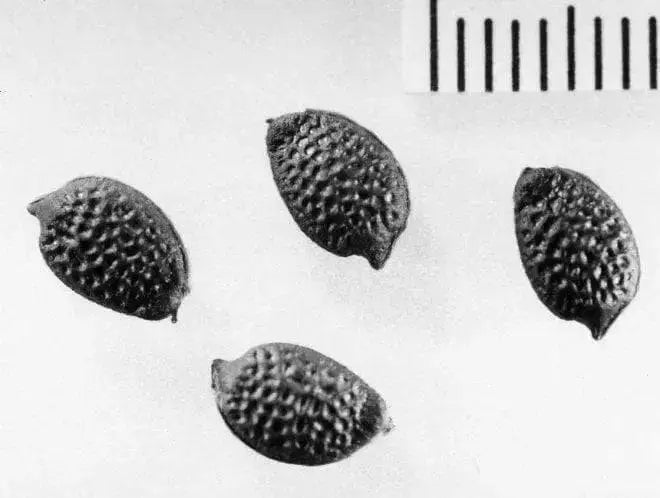 Purple Passion Flower  Seeds, TROPICAL PERENNIAL VINE - Caribbean garden seed