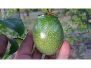 Purple Passion Flower  Seeds, TROPICAL PERENNIAL VINE - Caribbean garden seed
