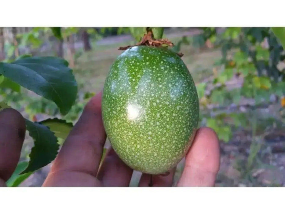 Purple Passion Flower  Seeds, TROPICAL PERENNIAL VINE - Caribbean garden seed