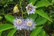Purple Passion Flower  Seeds, TROPICAL PERENNIAL VINE - Caribbean garden seed
