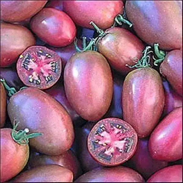 Purple Russian Tomato Seeds-Organic-Open Pollinated Tomato !Untreated, - Caribbean garden seed