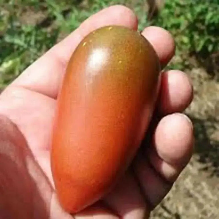 Purple Russian Tomato Seeds-Organic-Open Pollinated Tomato !Untreated, - Caribbean garden seed
