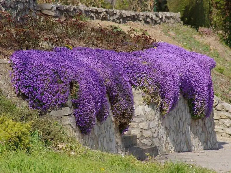 PURPLE RockCress FLOWERS SEED ,PERENNIAL GROUNDCOVER - Caribbean garden seed