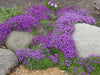 PURPLE RockCress FLOWERS SEED ,PERENNIAL GROUNDCOVER - Caribbean garden seed