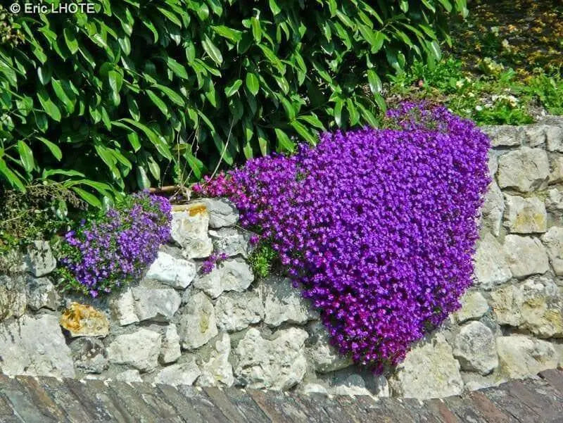 PURPLE RockCress FLOWERS SEED ,PERENNIAL GROUNDCOVER - Caribbean garden seed