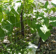 PURPLE LONG EGGPLANT Seeds, Asian Vegetable - Caribbean garden seed