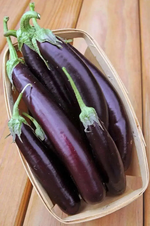 PURPLE LONG EGGPLANT Seeds, Asian Vegetable - Caribbean garden seed