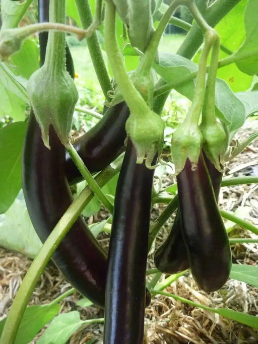 PURPLE LONG EGGPLANT Seeds, Asian Vegetable - Caribbean garden seed