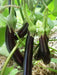 PURPLE LONG EGGPLANT Seeds, Asian Vegetable - Caribbean garden seed