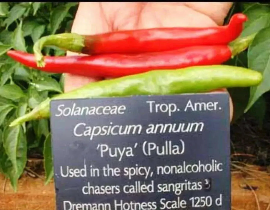 Puya Chili, Hot Pepper Seed-Organically Grown ! - Caribbean garden seed