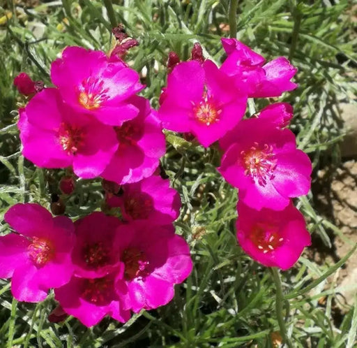 Purslane Hot PINK FLOWERS ( 3 live plant)  succulent herb - Caribbean garden seed