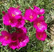 Purslane Hot PINK FLOWERS ( 3 live plant)  succulent herb - Caribbean garden seed