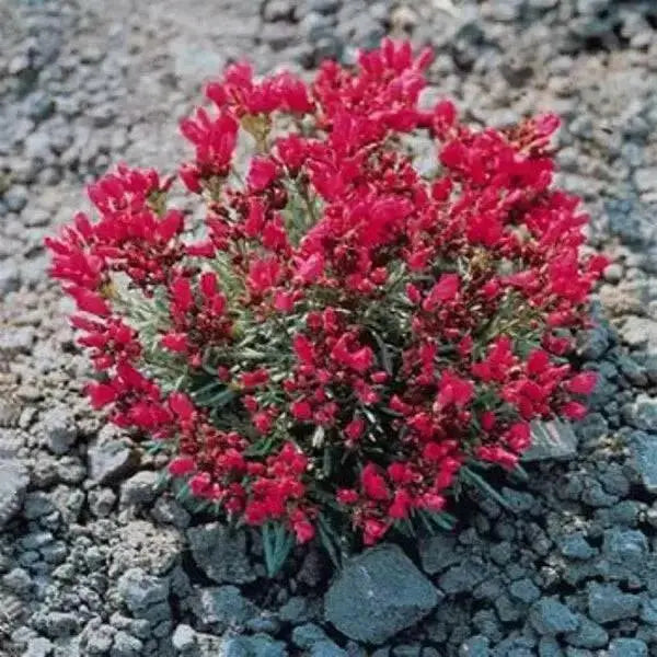 Purslane Hot PINK FLOWERS ( 3 live plant)  succulent herb - Caribbean garden seed
