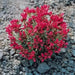 Purslane Hot PINK FLOWERS ( 3 live plant)  succulent herb - Caribbean garden seed