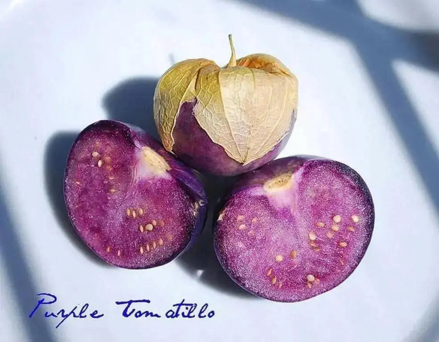 Purple Tomatillo Seeds - Physalis ixocarpa - Open Pollinated ,Annual Vegetable - Caribbean garden seed