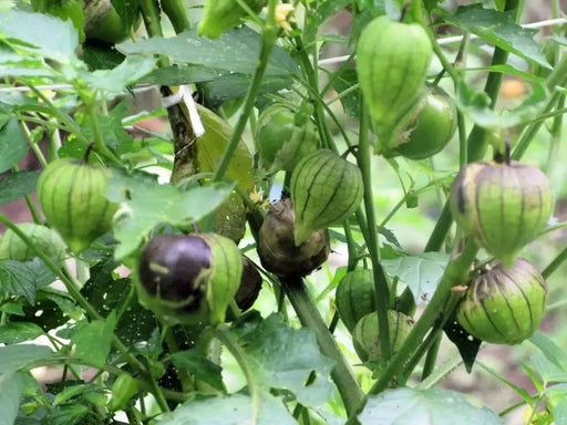 Purple Tomatillo Seeds - Physalis ixocarpa - Open Pollinated ,Annual Vegetable - Caribbean garden seed
