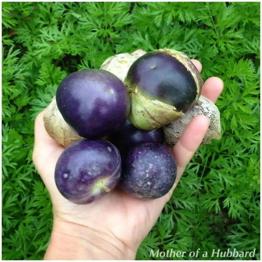 Purple Tomatillo Seeds - Physalis ixocarpa - Open Pollinated ,Annual Vegetable - Caribbean garden seed