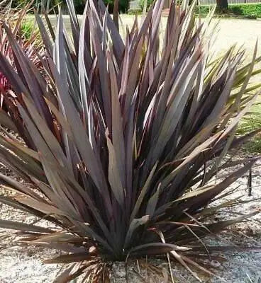 PURPLE NEW ZEALAND FLAX SEEDS - ORNAMENTAL FOLIAGE, PERENNIAL - Caribbean garden seed